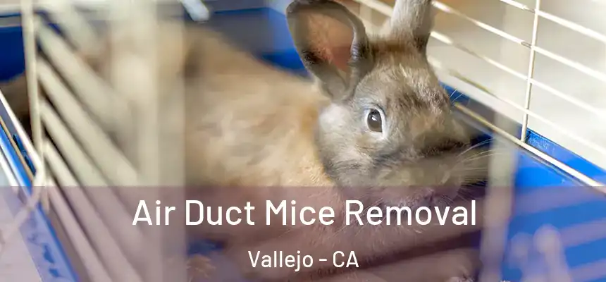 Air Duct Mice Removal Vallejo - CA